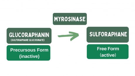 sulforaphane prostaphane glucoraphanin